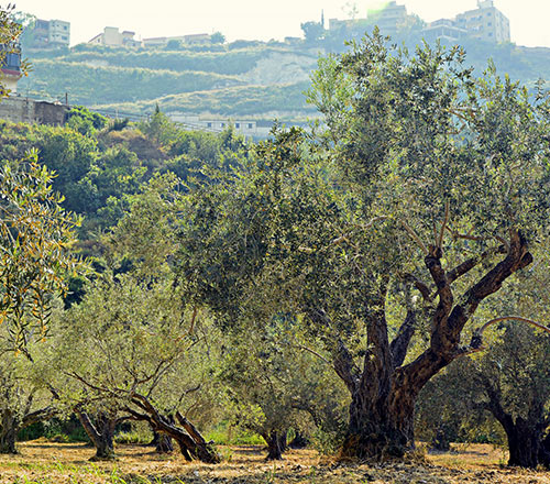 Flera olivträd